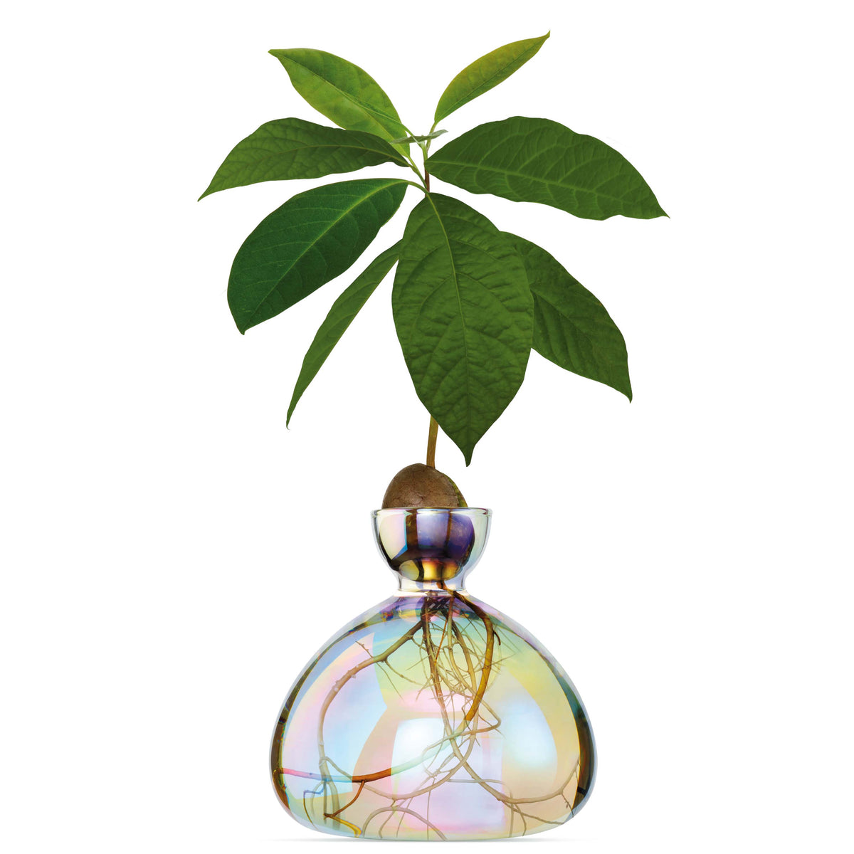 Avocado Vase Cosmic Astra