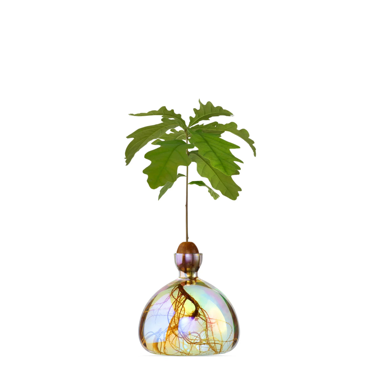Acorn Vase Cosmic Astra